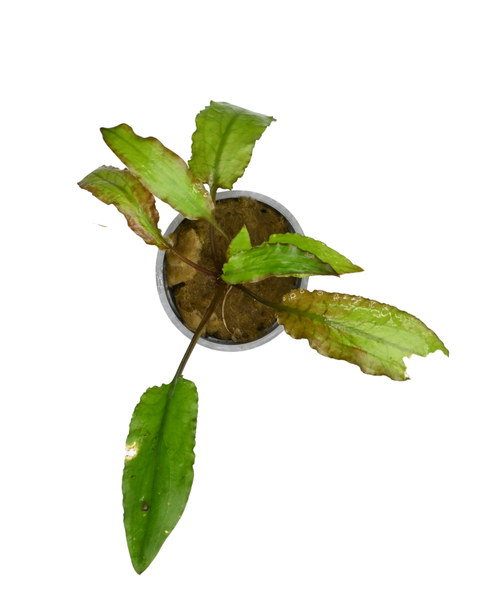 Green Crypt | Cryptocoryne wendtii 'Green'