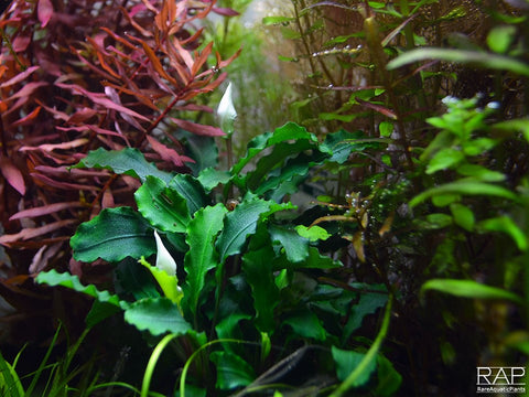 Bucephalandra pygmaea 'Wavy Green'