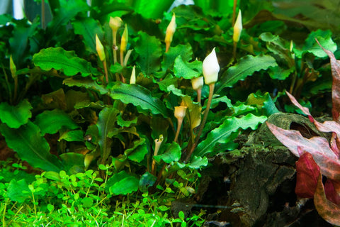 Bucephalandra pygmaea 'Bukit Kelam' | Tissue Culture