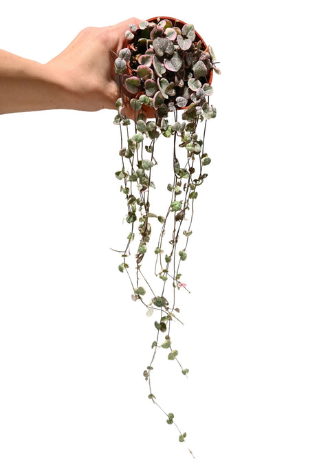 String of Hearts Variegated 4”