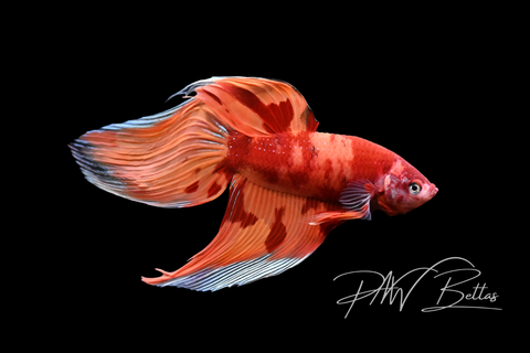 Nemo Veiltail Male Betta | M5040