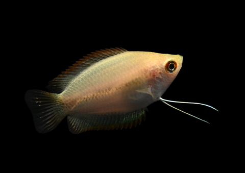 Honey Gourami | Trichogaster chuna