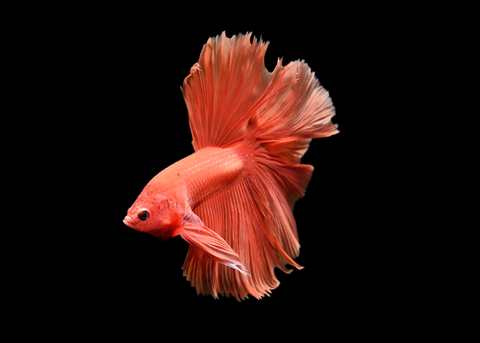 Super Orange Halfmoon Male Betta | 5266
