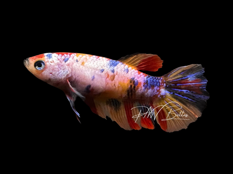 Marble Halfmoon Female Betta | F2323