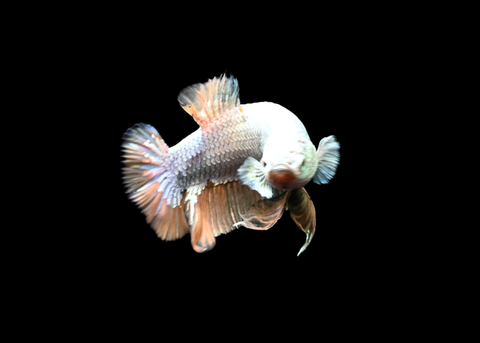 Vanda Dragon HMPK Male Betta | 5184