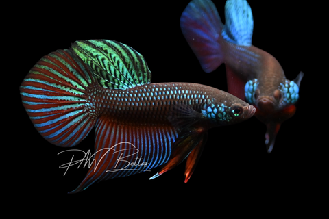 Smaragdina Betta | Wild Bettas