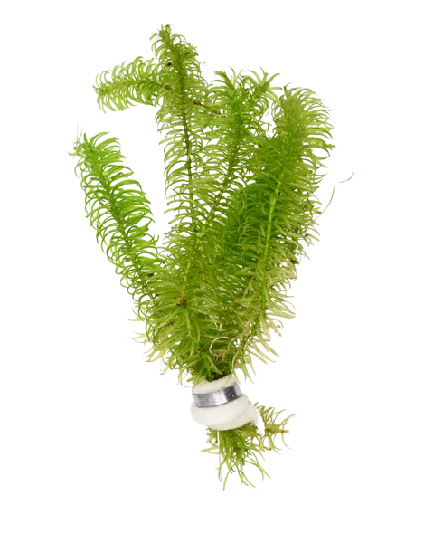 Anacharis | Elodea najas