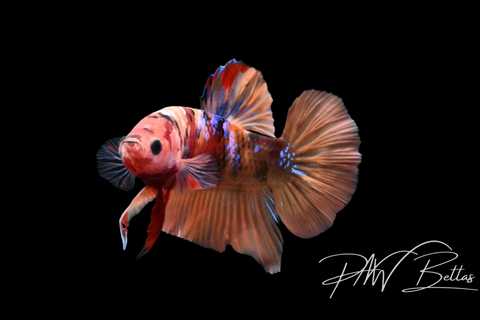 Nemo Galaxy HMPK Male Betta | 5131