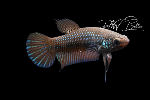 Smaragdina Female | Franks Bettas Wild Type | FW110