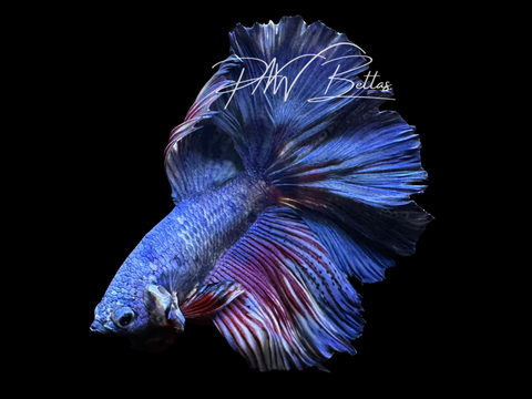 Marble Halfmoon Male Betta | M3033