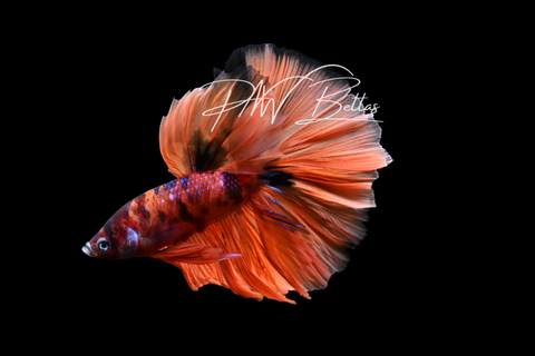 Candy Halfmoon Male Betta | M5000