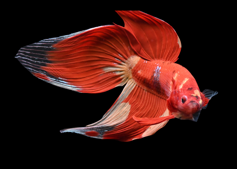 Nemo Veiltail Male Betta | 5265