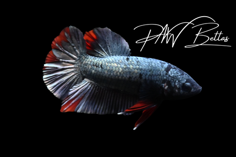 Copper HMPK Male Betta | 5152
