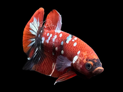 Red Koi Galaxy HMPK Male Betta | M3101