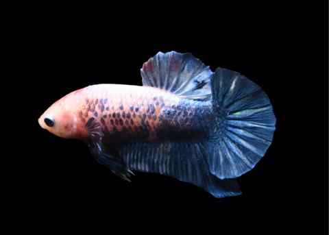 Marble HMPK Male Betta | 5208