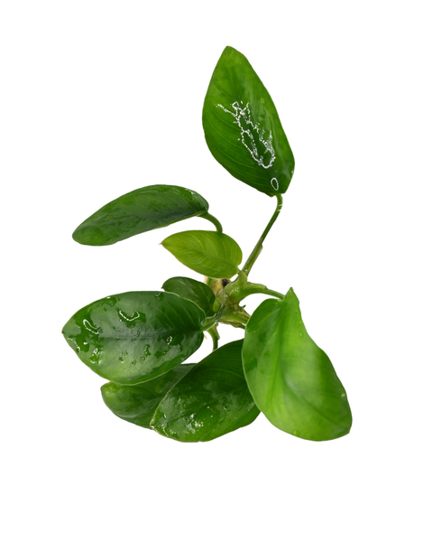 Anubias Nana |  Anubias barteri var. nana