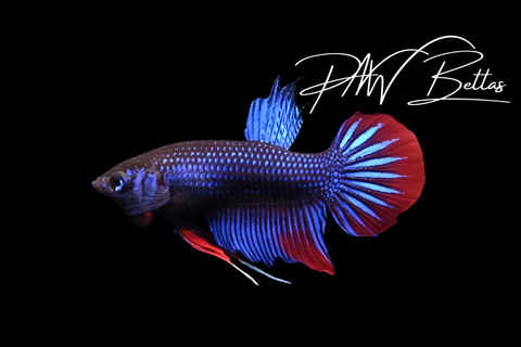 Blue Imbellis Male | Franks Bettas Wild Type | FW124