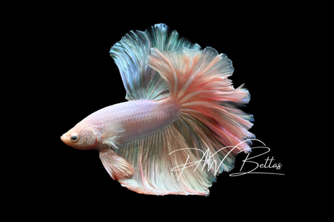 Pastel Halfmoon Male Betta | M5011