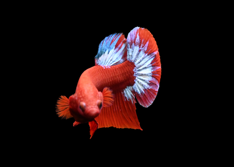 Hellboy HMPK Male Betta | 5254