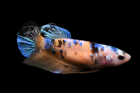 Giant Yellow Koi HMPK  Female Betta | F2903