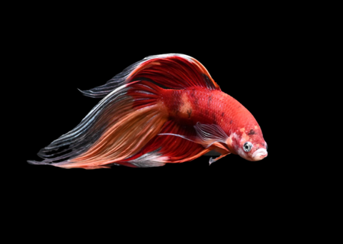 Nemo Veiltail Male Betta | 5197