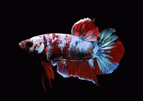 Red Koi HMPK Male Betta | 5298