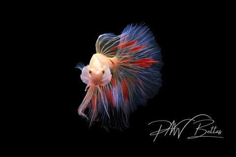 Armageddon Halfmoon Male Betta | M5053
