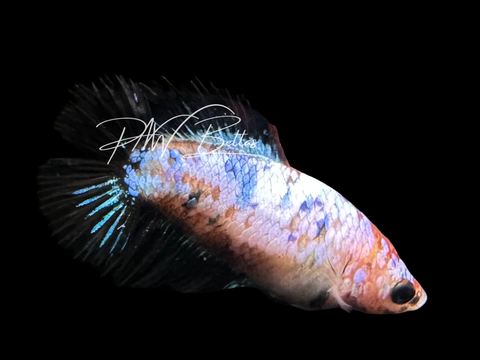 Koi DTCT Female Betta | F2300