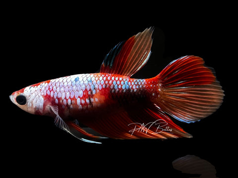 Nemo Veiltail Female Betta | F2820