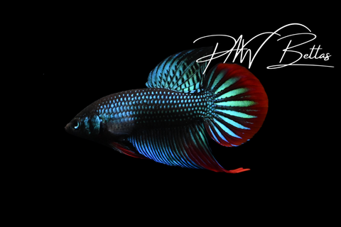 Green Imbellis Male | Franks Bettas Wild Type | FW125