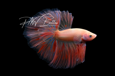 Armageddon Halfmoon Male Betta | M5012