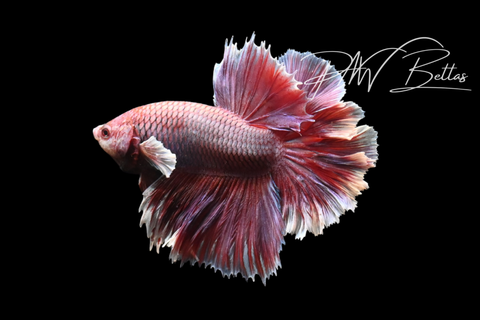 Salamander Halfmoon Male Betta | M5114