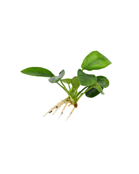 Anubias Nana |  Anubias barteri var. nana