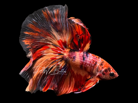 Candy Halfmoon Male Betta | M3063