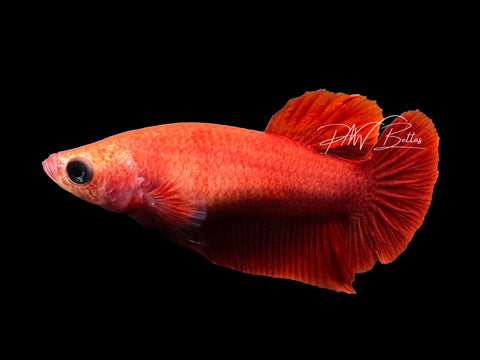 Red HMPK Female Betta | F2308