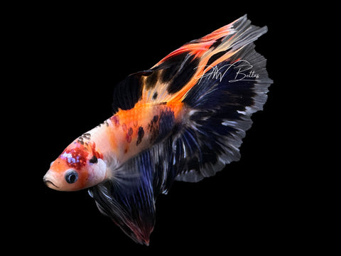 Marble Koi DTHM Male Betta | M2620