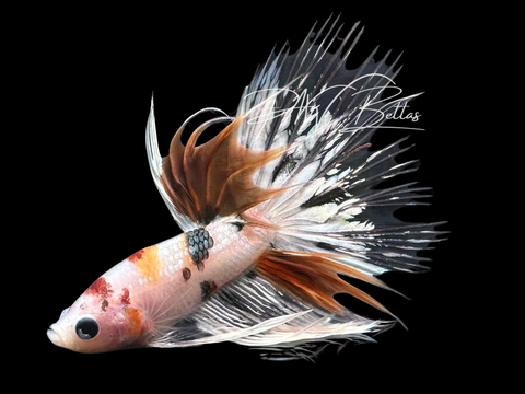 Copper Koi Crowntail Male Betta | M3019