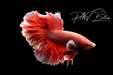 Salamander Halfmoon Male Betta | M5114