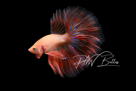 Armageddon Halfmoon Male Betta | M5012