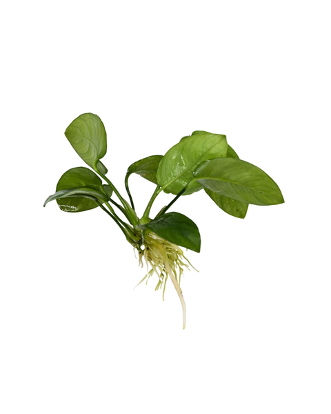Anubias Nana |  Anubias barteri var. nana