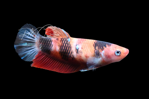 Koi HMPK Female Betta | F2901
