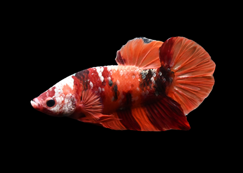 Copper Nemo Galaxy HMPK Male Betta | 5253