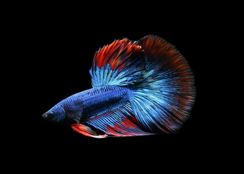 Blacklight Halfmoon Male Betta | 5198