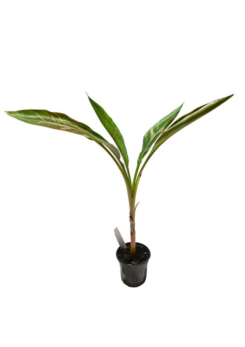 Musa Nono Pink Banana Plant 4”