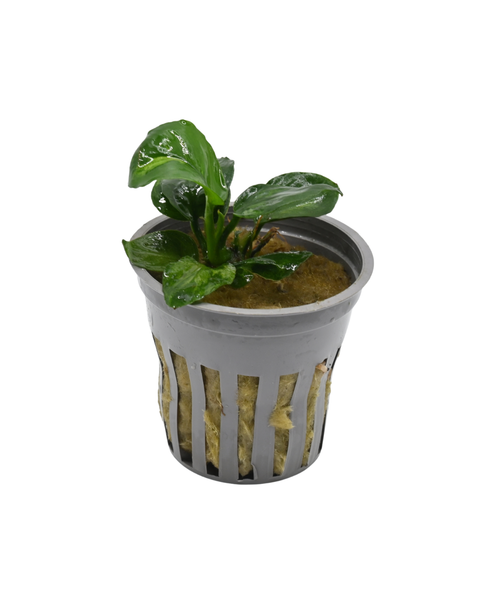 Anubias Barteri