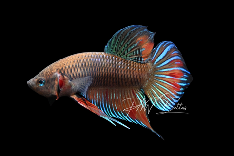 Wild Type Hybrid Plakat Male Betta | M2901