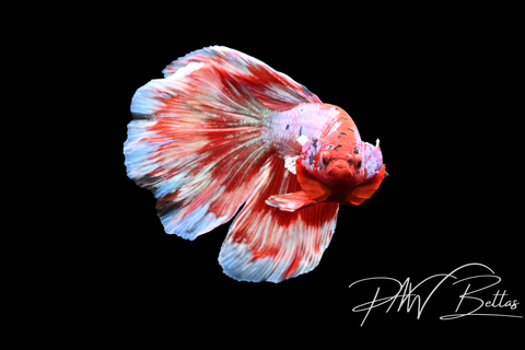 Fancy Marble Delta Male Betta | 5145