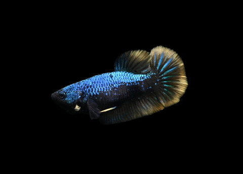 Blacklight HMPK  Female Betta | 5199
