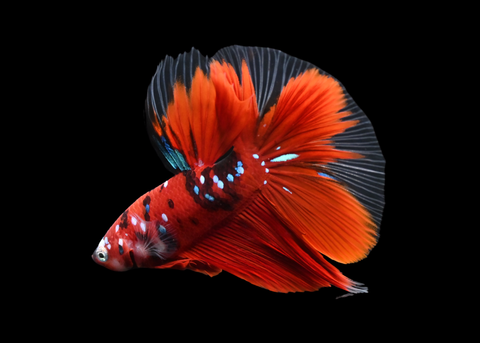 Red Galaxy Halfmoon Male Betta | 5252
