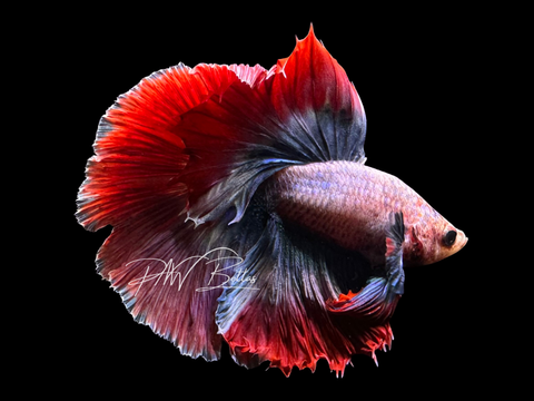Mascot Halfmoon Male Betta | M3062